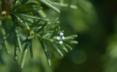 Rosemary Fleuressence